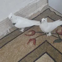 کبوتر پرنده بوشهری