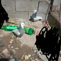 جفت طوق سبز