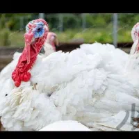 بوقلمون زنده کشتاری