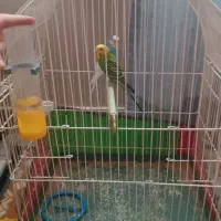 دوعدد مرغ عشق با قفس|پرنده|تبریز, |دیوار