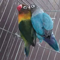 طوطی برزیلی مولد باقفس ولانه رنگ خاص|پرنده|سرپل ذهاب, |دیوار