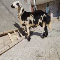 بره قوچ پوست گاوی|حیوانات مزرعه|بروجرد, |دیوار