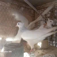 غازچاق‌وجوان‌قوغازپنج‌ماهه‌‌بوقلمون‌کفترطوقی‌وتهرو|حیوانات مزرعه|قم, شهرک توانیر|دیوار