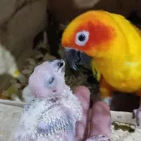 جفت خورشیدی رام مولد سانکانور اصل