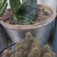 گل آلوورا پر|گل و گیاه طبیعی|رشت, جانبازان|دیوار