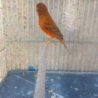 قناری سرخ مست|پرنده|شیراز, کوشک میدان|دیوار