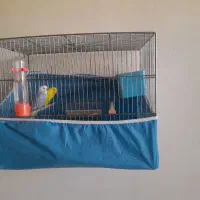 مرغ عشق|پرنده|نورآباد, |دیوار