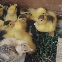 جوجه اردک اسرائیلی