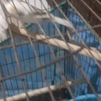 جفت قناری|پرنده|بندرعباس, |دیوار