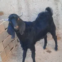 بزغاله، امپراتور،،یاتکه