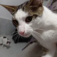 گربه عقیم و  انگل تراپی شده