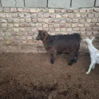 کره ماده|حیوانات مزرعه|کرباسک, |دیوار