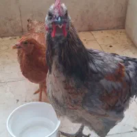 حیوان خانگی