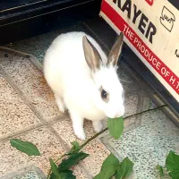 خرگوش خانگی نر