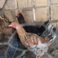 مرغ وخروس خوشگل|حیوانات مزرعه|مبارکه, |دیوار