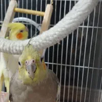 طوطی عروس هلندی