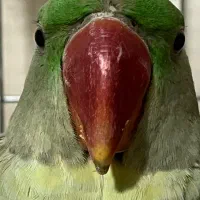 شاه طوطی(معاوضه با نر یا ماده هم دارم)