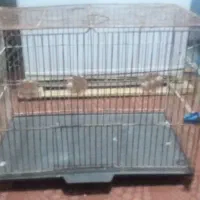 قفس