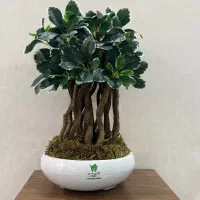 گالری سبز مهتاب ( درختچه مصنوعی بُنسای رومیزی)