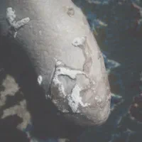 سنگ فسیل|جواهرات|نیمروز, |دیوار