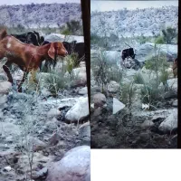 گمشده