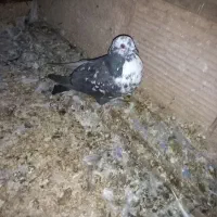 کبوتر|پرنده|خاوران, |دیوار