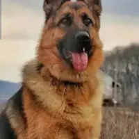 سگ ژرمن شپرد ماده گم شده