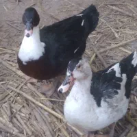 اردک خارجی نر