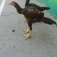 مرغ و خروس اصیل لاری|حیوانات مزرعه|تهران, شهرک امام خمینی|دیوار