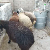 بره نر چاق در وزن های مختلف (میش.بز.شیشک)|حیوانات مزرعه|پیشوا, |دیوار