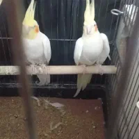 عروس هلندی لوتینو