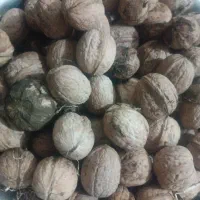 گردو 550