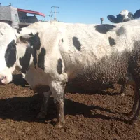 گاو شناسنامه دار شکم دوم هشت ماه آبستن