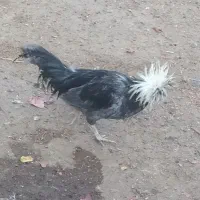 یک عدد خروس لهستانی کاربلد چهارصد