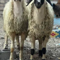 فروش دام زنده همراه با قصابی در محل