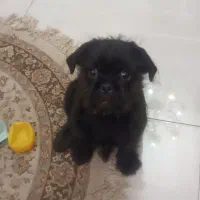 گم شده|حیوانات|تهران, ارم|دیوار