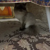 گربه شناسنامه دار واکسن خورده عقیم شده