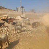 ۲۰ راس بز چاق|حیوانات مزرعه|خرمآباد, |دیوار