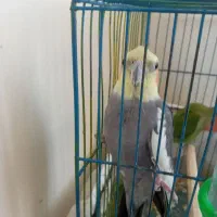 عروس هلندی قشنگ|پرنده|گلستان (تهران), |دیوار