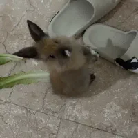 خرگوش لوپ نر رایگان