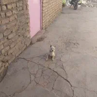 سگ پامر ۳ماه|سگ|قزوین, |دیوار