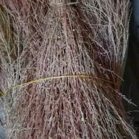 جارو محلی درجه یک