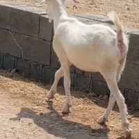 بز  سانن ابستن
