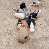 کبوتر|پرنده|قزوین, |دیوار