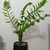 گل زامفولیا