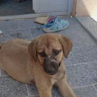 توله سگ ژرمن