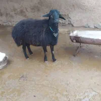 قوچ قره قزل|حیوانات مزرعه|قره پشتلو, |دیوار