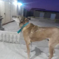 سگ‌سراب|سگ|بستان آباد, |دیوار