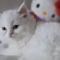 فروش بچه گربه نژاد پرشین