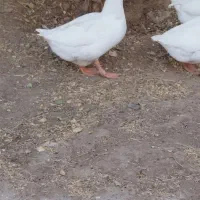 قو غاز نر